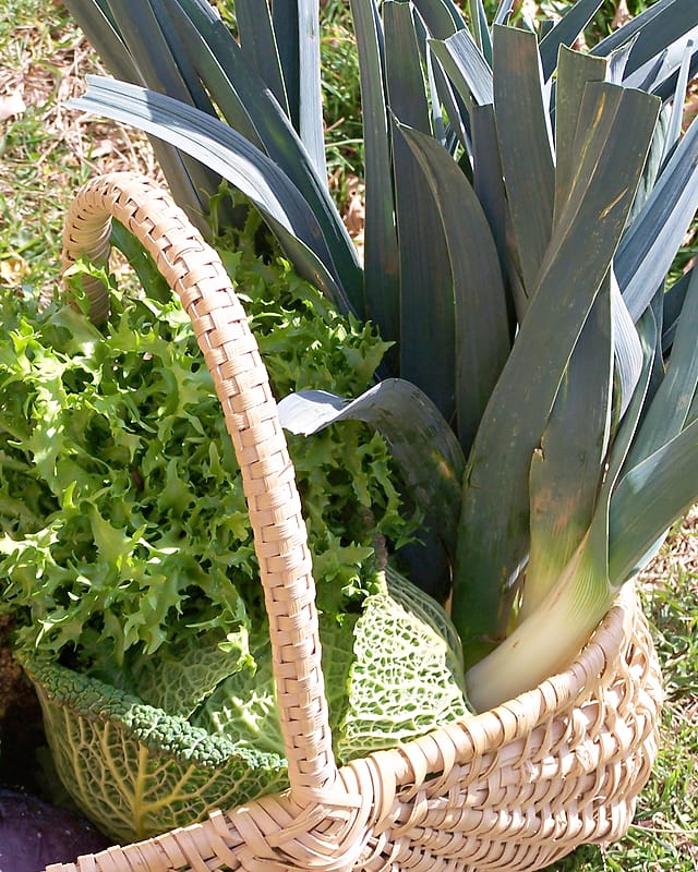 Panier d'osier garni de poireaux, de chou frisé et de chou-fleur jaune