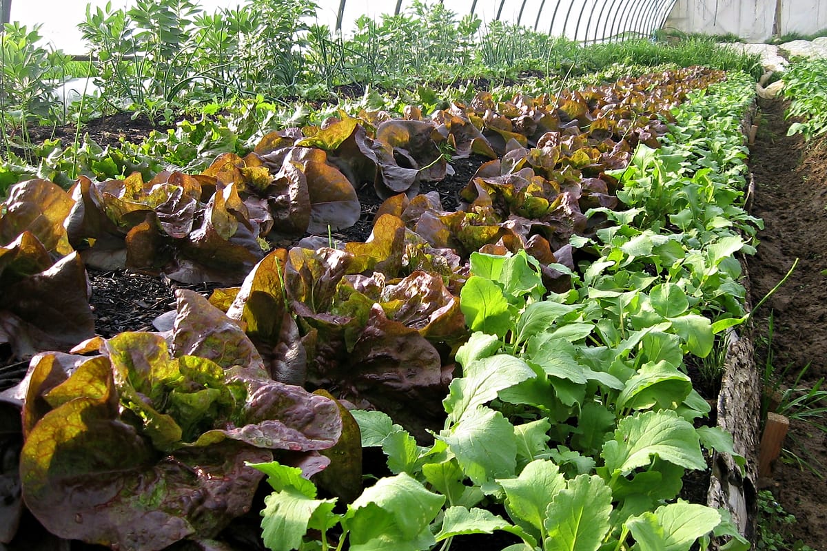 Rangs de laitues rouges et de jeunes plants sous serre aux Jardins de Chabotte