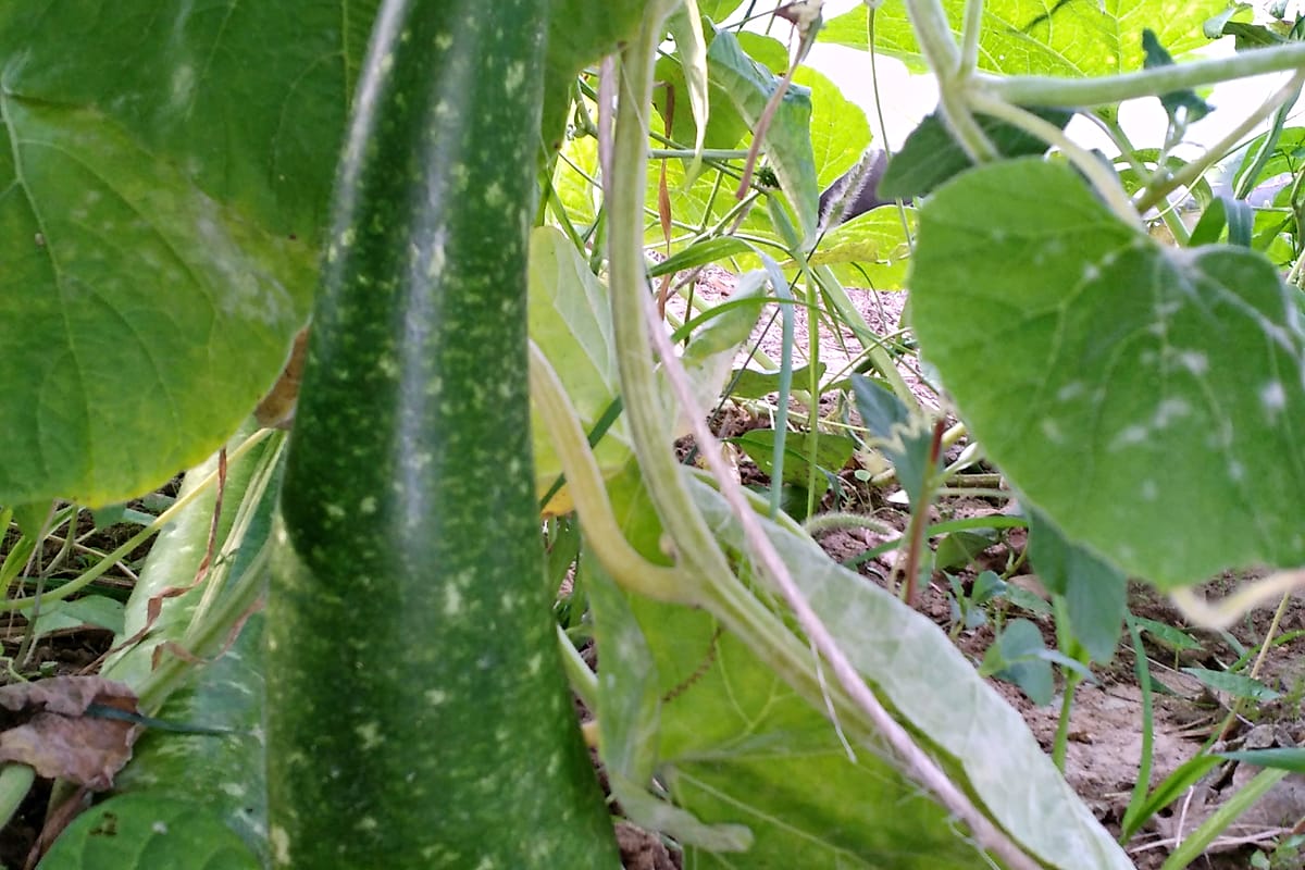 Une courgette pousse sous les grandes feuilles du plant