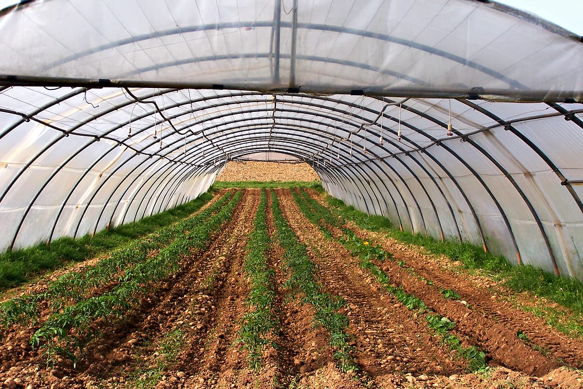 Rangs de jeunes plants sous un tunnel de la ferme des Galets