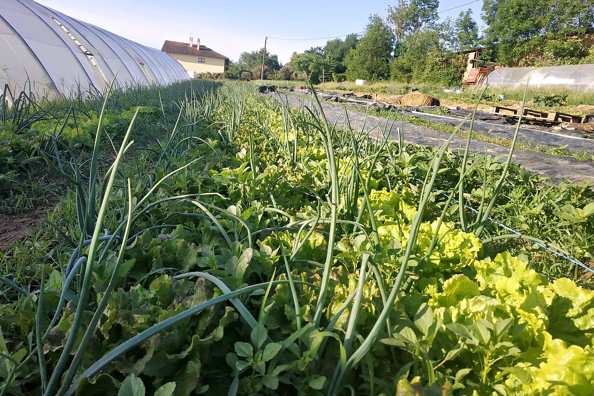 Planches d'oignons et de salades entre deux tunnels, à la ferme collective des Sablières