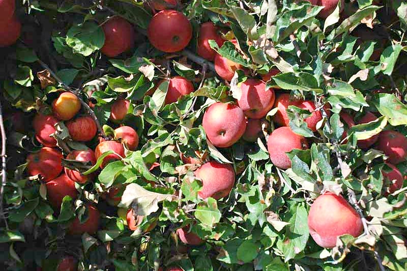 Pommes rouges mûres sur la branche, au Verger Saint-Martin