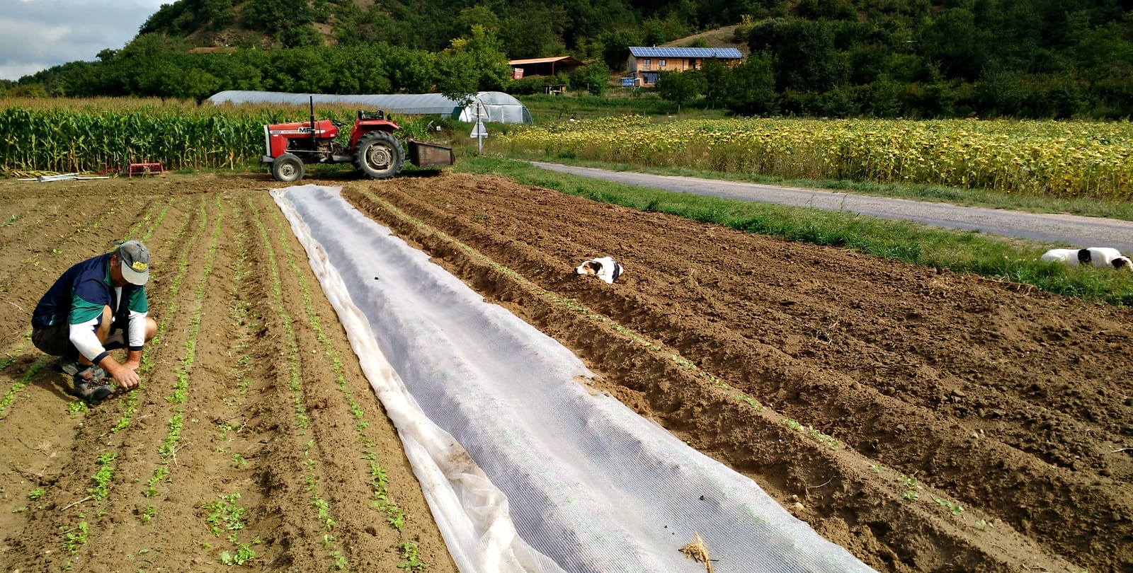 Un maraîcher accroupi repique de jeunes plants dans un champ, un tracteur au fond près des serres